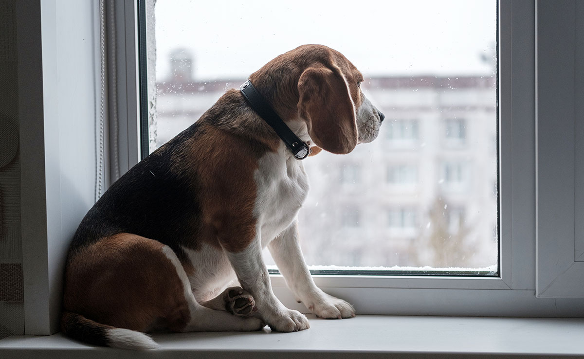 Chien qui regarde par la fenêtre en attendant sa promenade