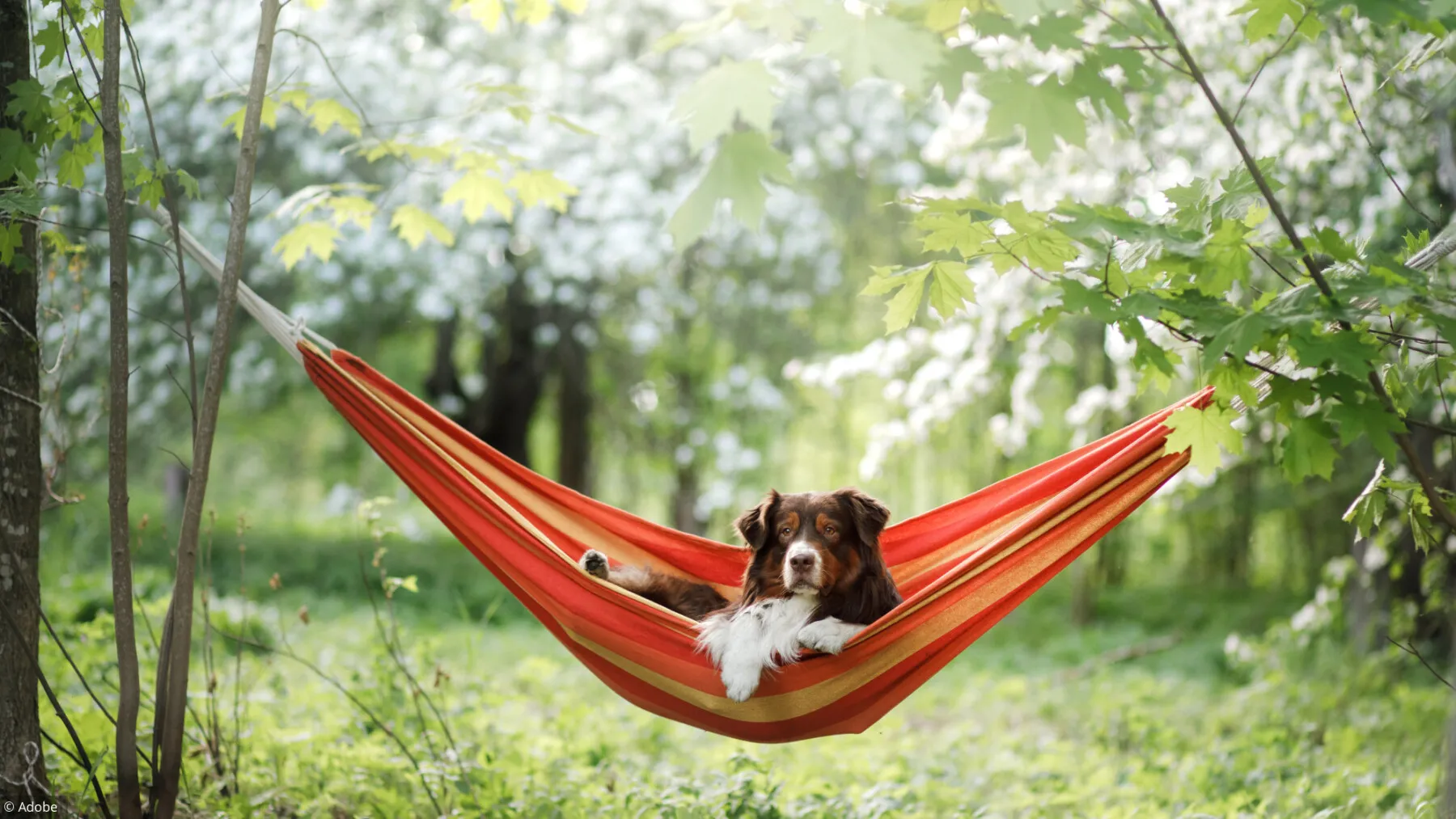 Famille partant en vacances avec la tranquillité d'esprit pour leur animal