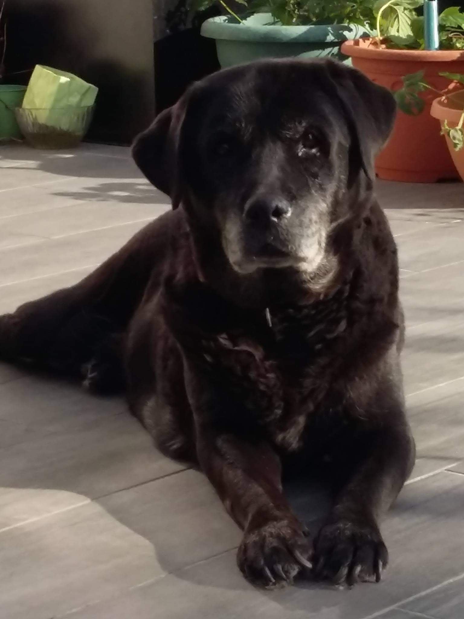 Pet sitter professionnel avec un chien lors d'une promenade à Orléans