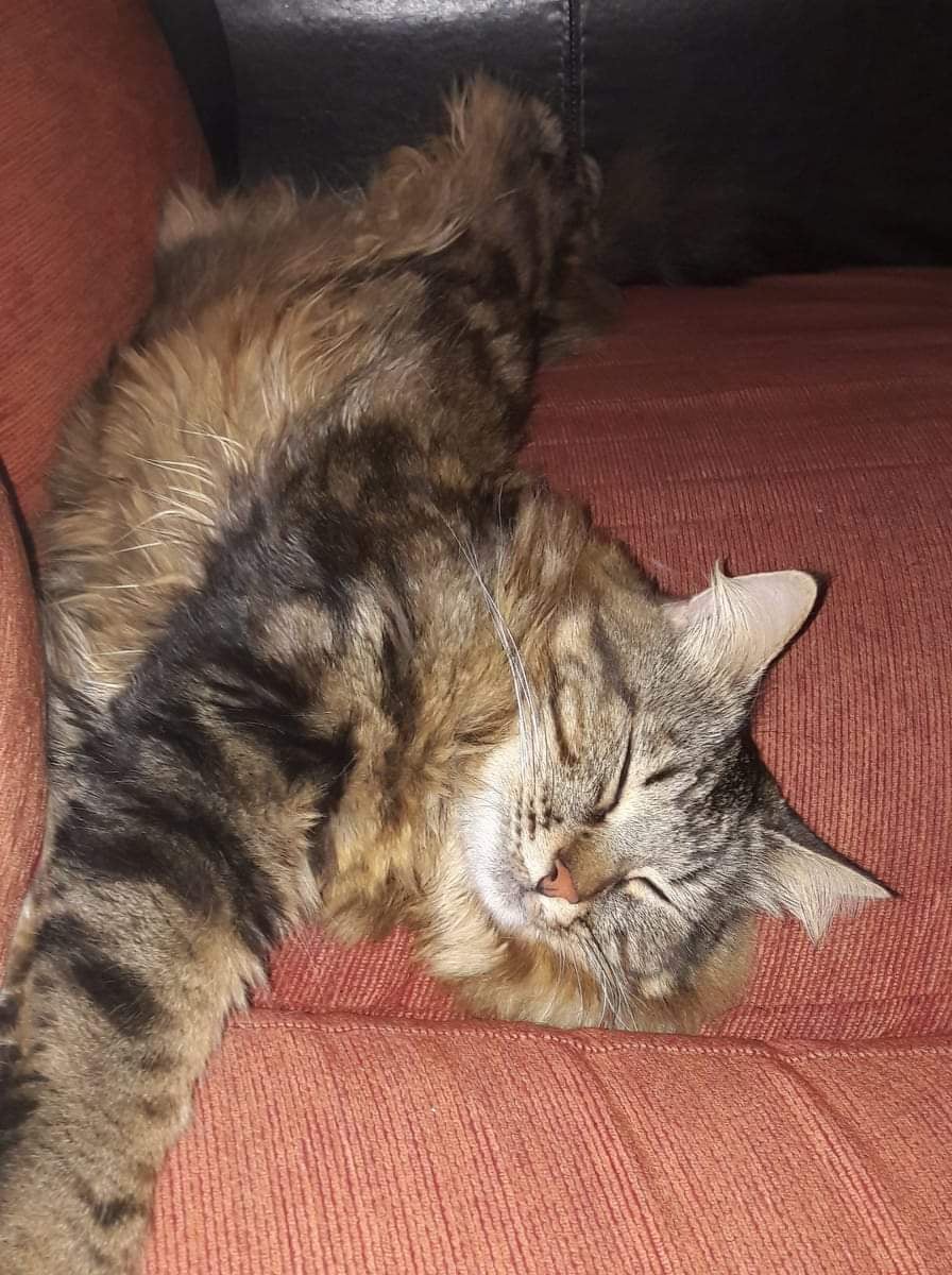 Garde de chat à domicile dans la métropole orléanaise - HappyPets