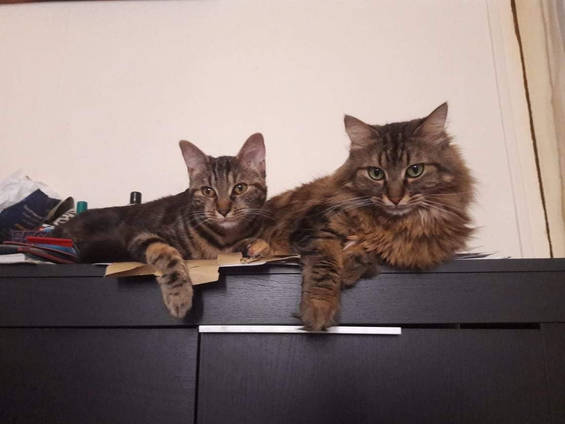 Promenade de chien certifiée ACACED à Orléans et Olivet