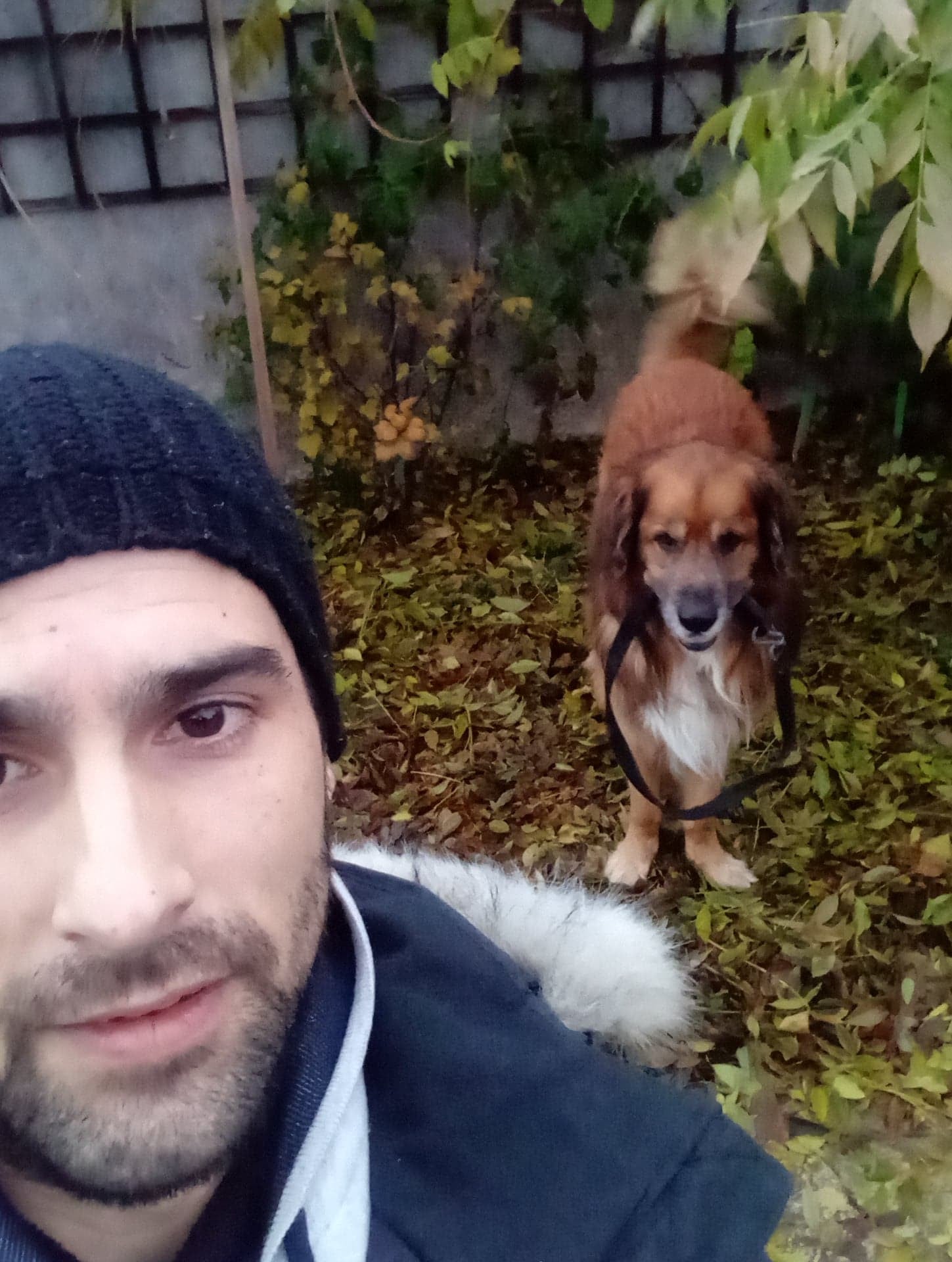 Dog sitter à Orléans - Balade quotidienne dans le Loiret