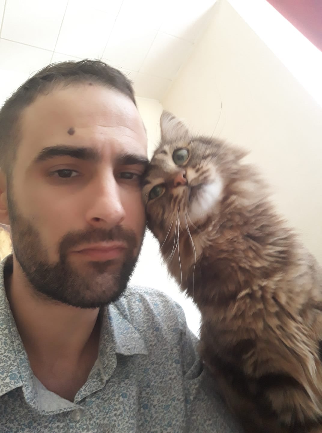 Cat sitting professionnel à Orléans - Soins personnalisés pour votre chat