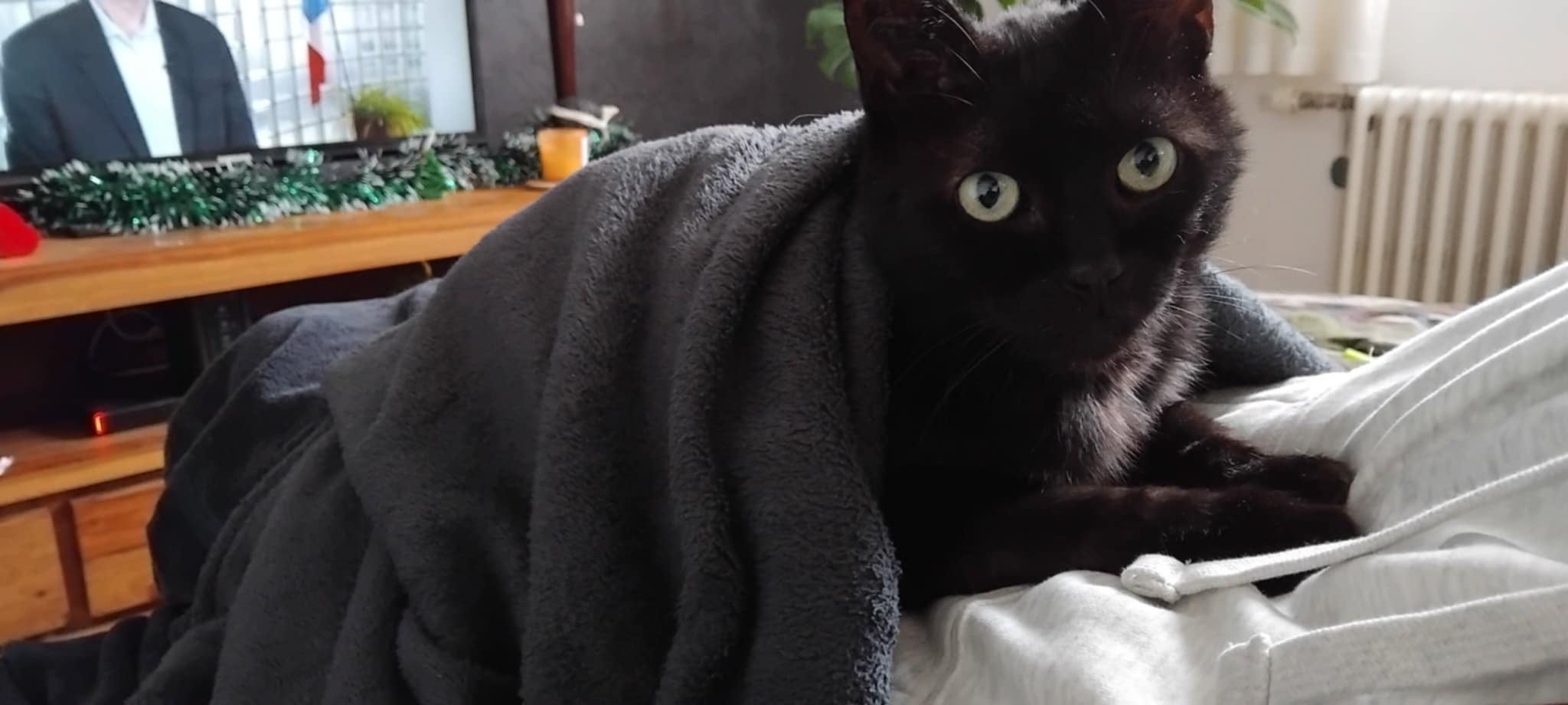 Garde de NAC et petits animaux à Orléans et ses environs