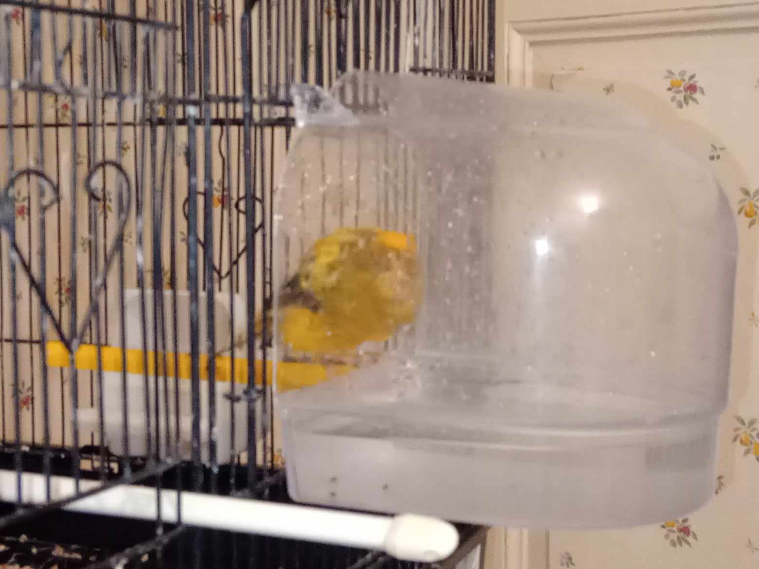 Service de pet sitting de confiance à Orléans - 5 étoiles sur Google